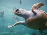 Loggerhead Turtle