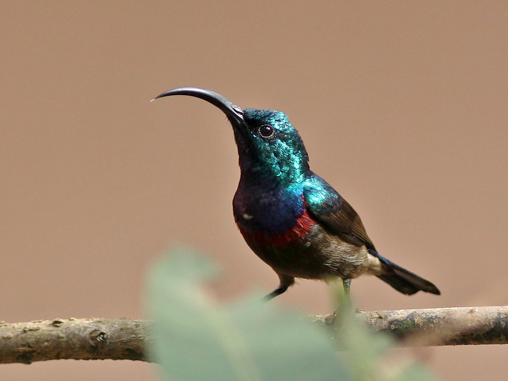 Loten’s Sunbird