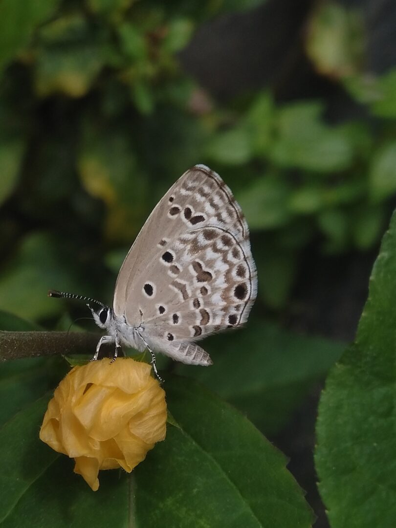 Plains Cupid