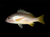 Indian Snapper