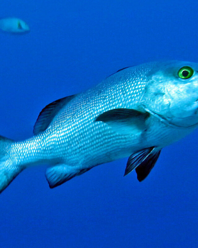 Two-Spot Red Snapper