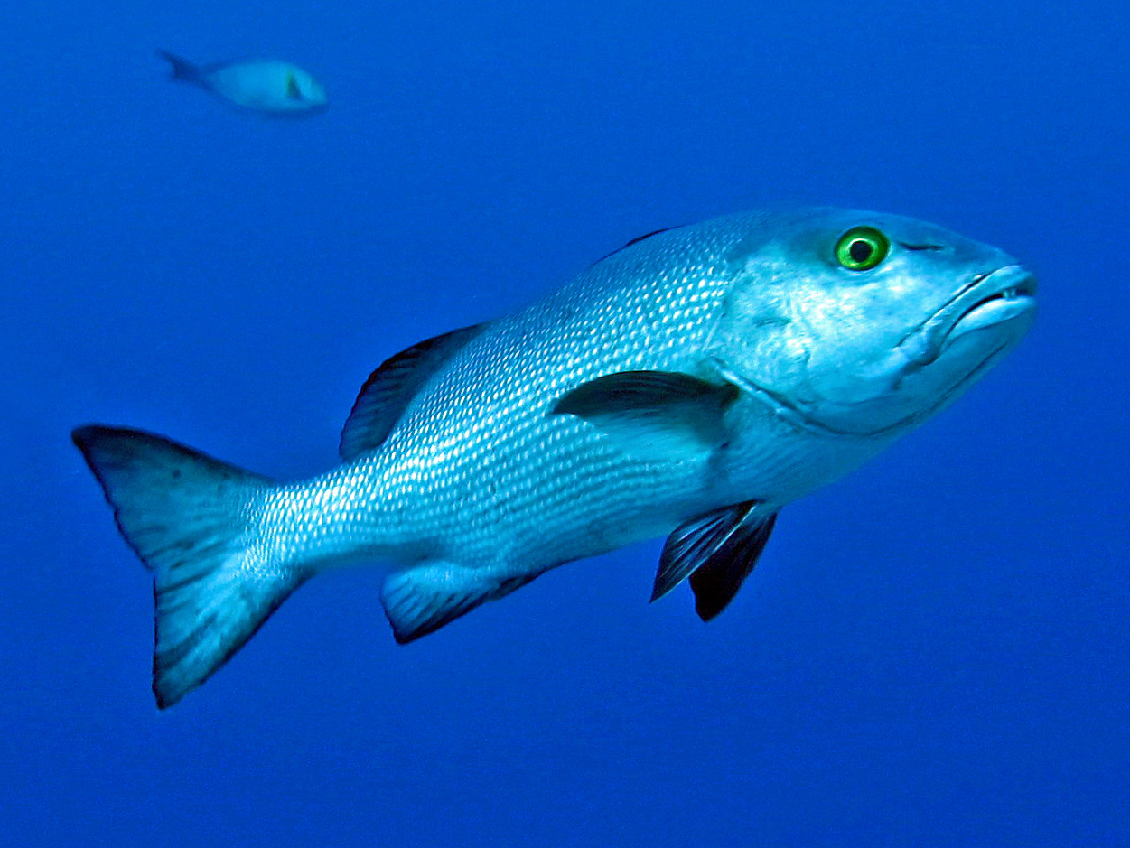 Two-Spot Red Snapper