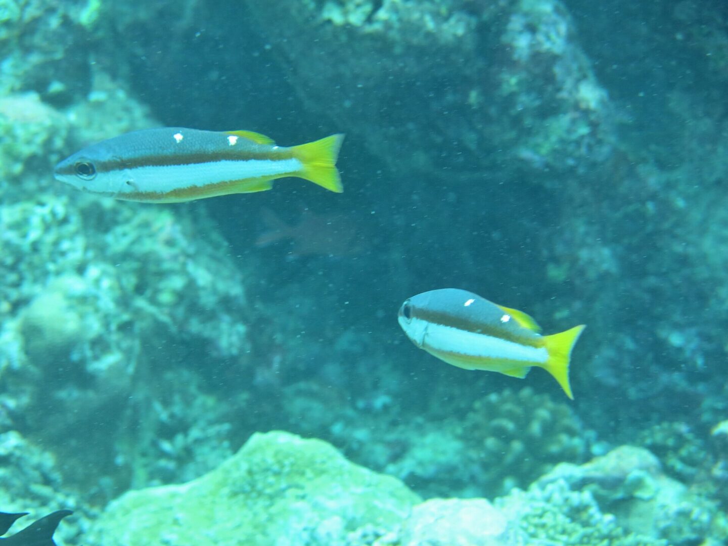 Twospot Snapper