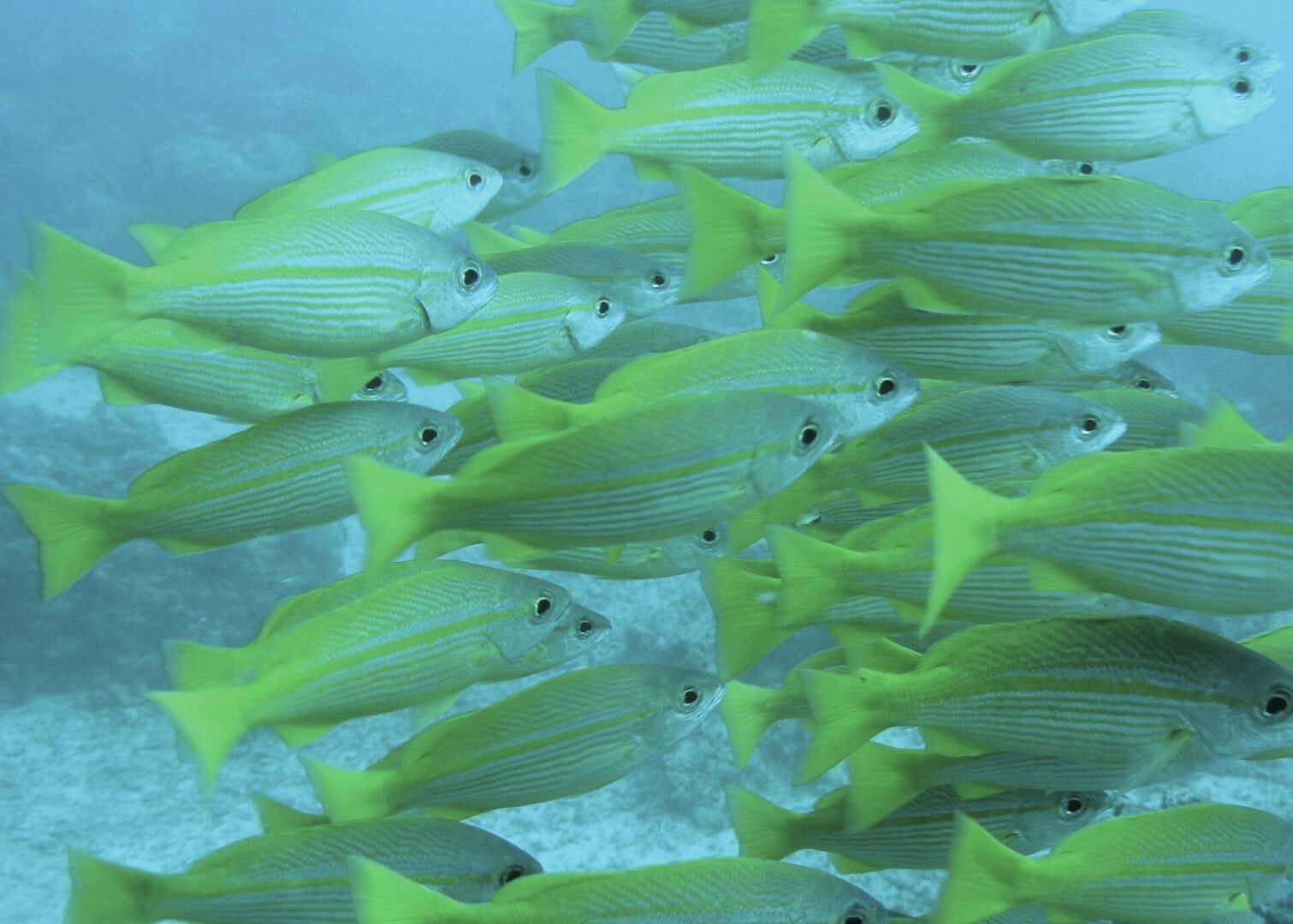 Bigeye Snapper