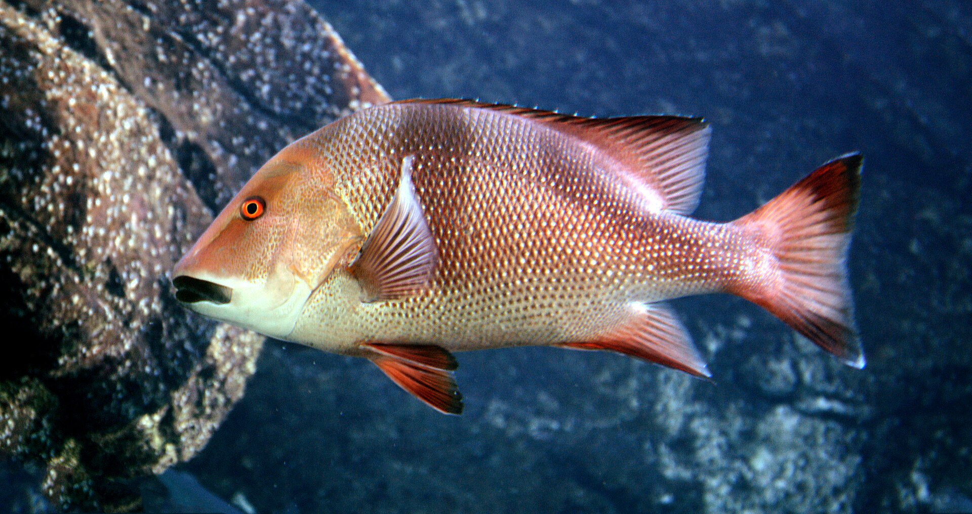 Red Emperor Snapper