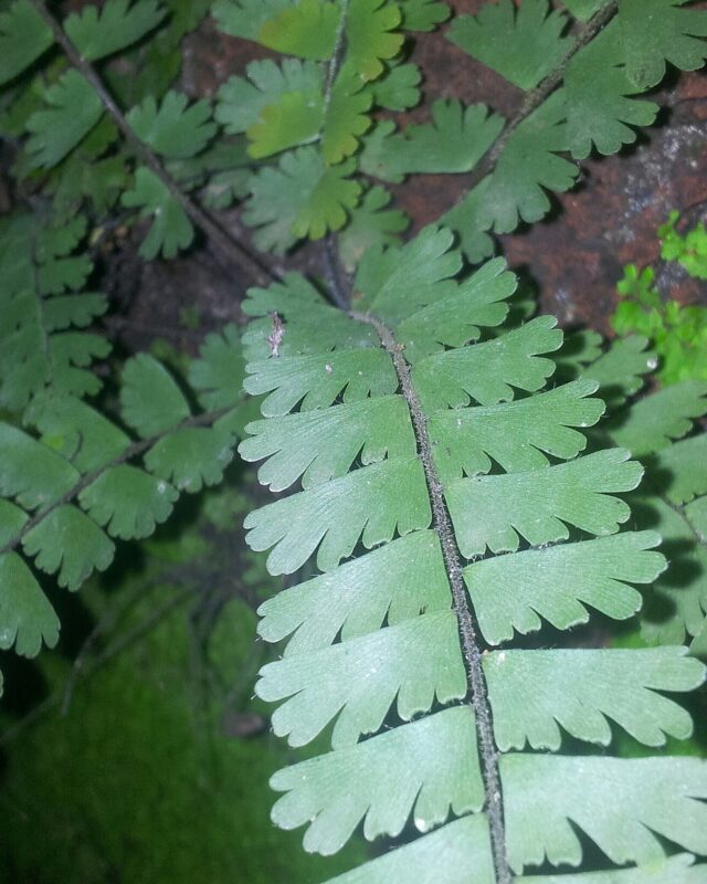Trailing Maidenhair Fern