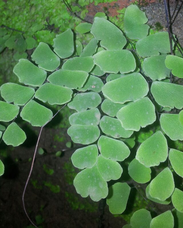 Walking Maidenhair Fern
