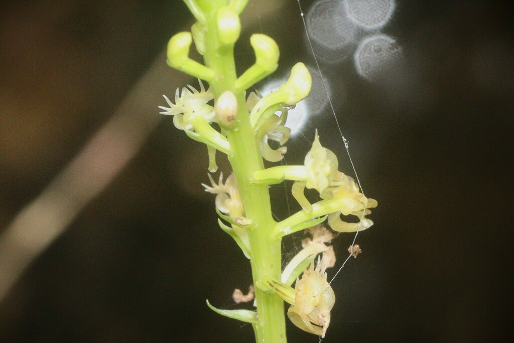 Malaxis thwaitesii