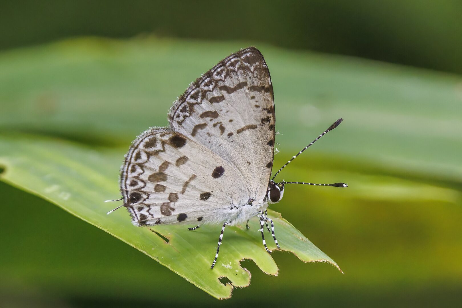 Malayan