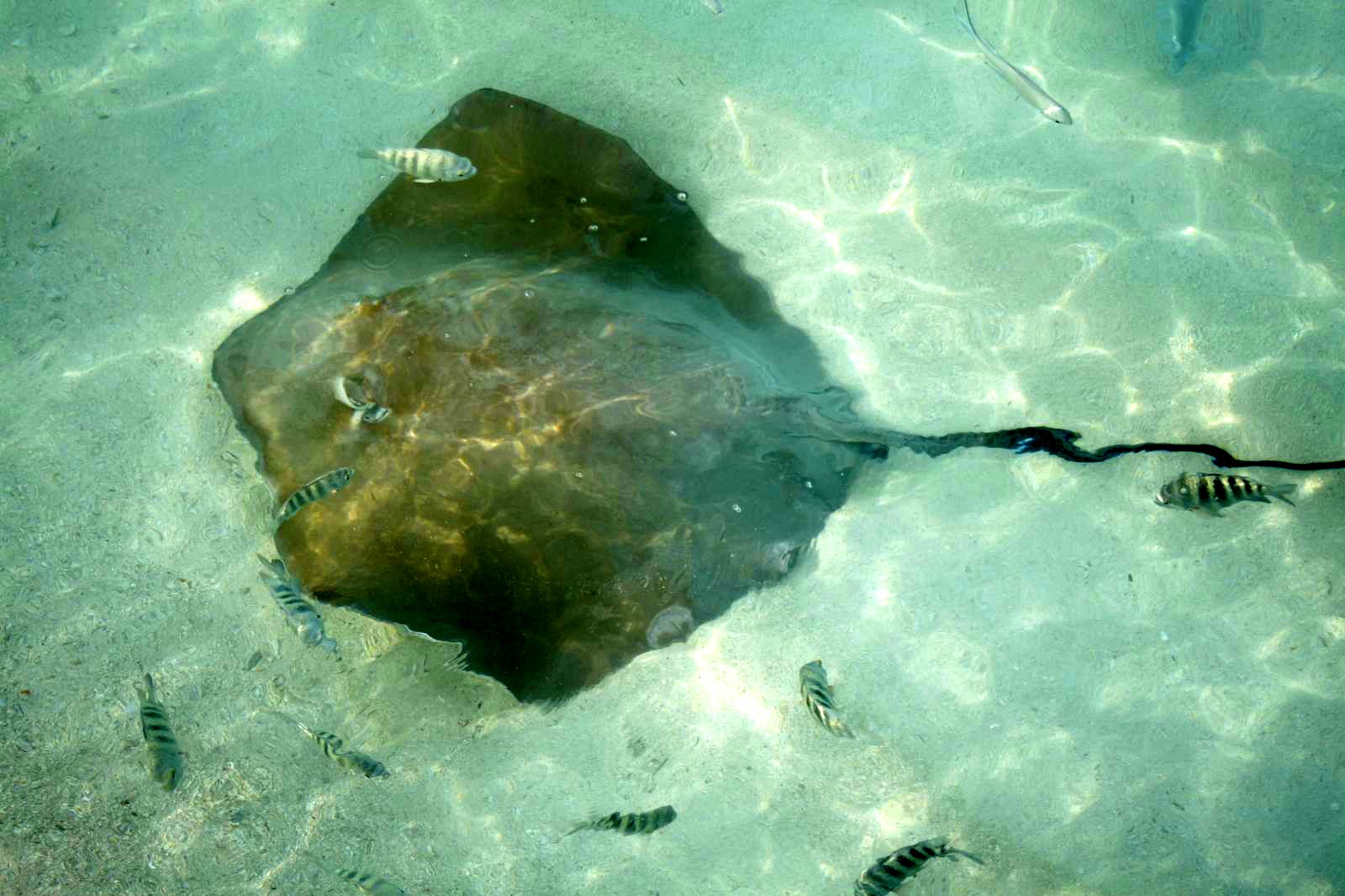 Jenkins’ Whipray