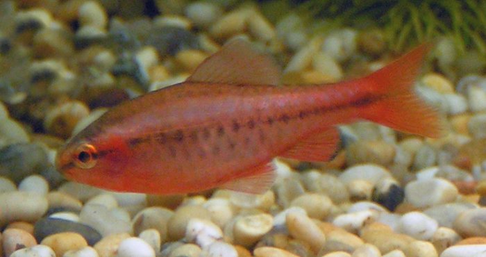 ලේ තිත්තයා