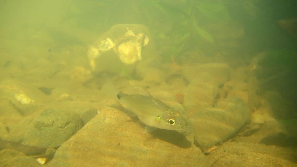 Mangrove Cardinalfish