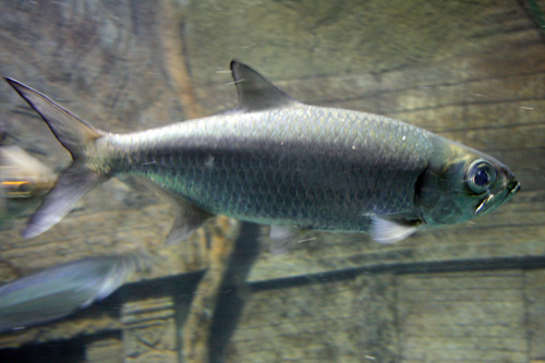 Indo-Pacific Tarpon