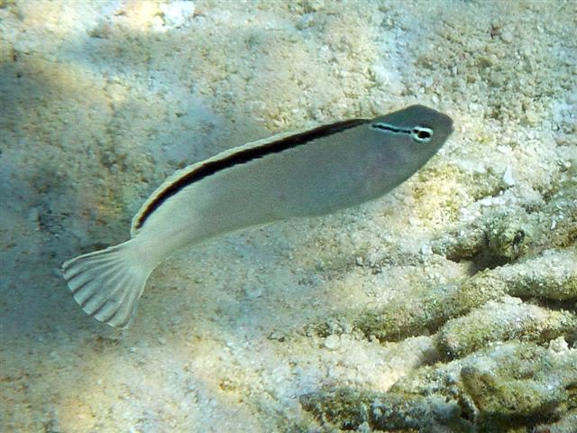 Smith’s Fangblenny