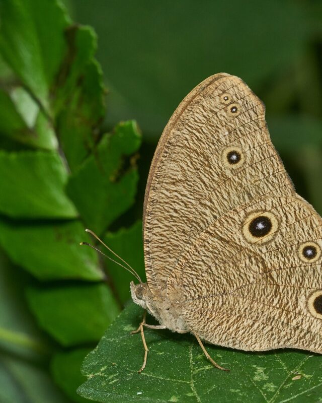 Common Evening Brown