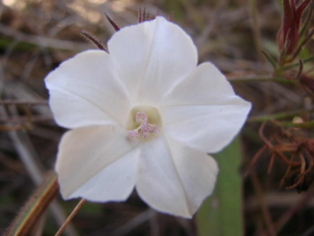 Distimake cissoides