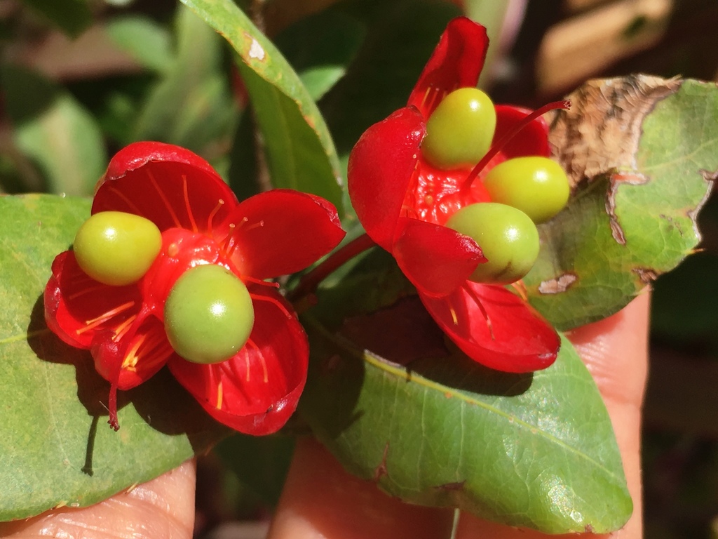 Mickey Mouse Plant