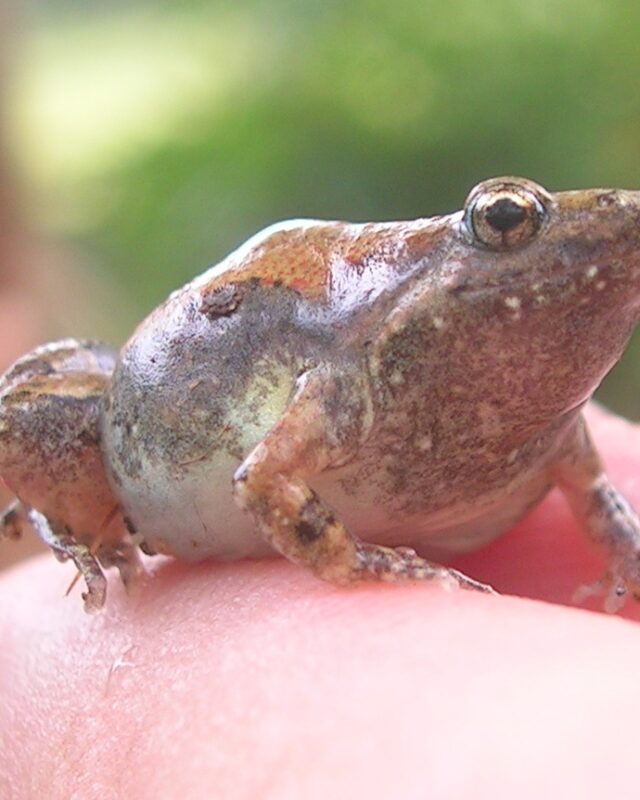 Ornate Narrow-Mouthed Toad