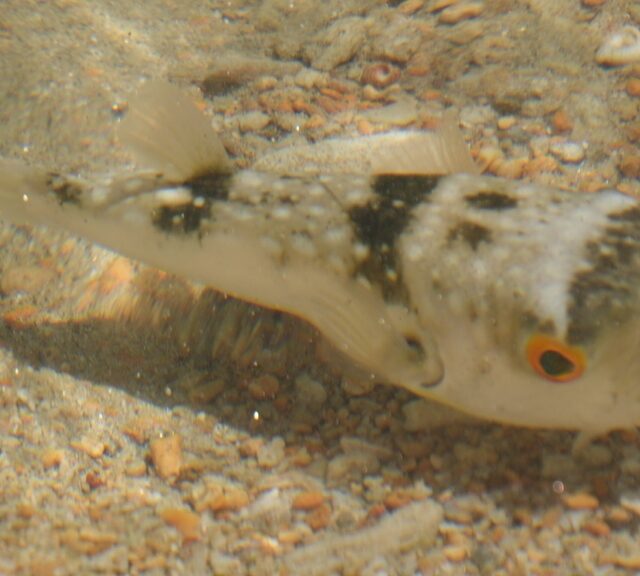 Milkspot Toadfish