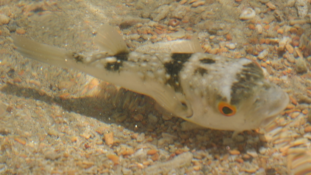 Milkspot Toadfish
