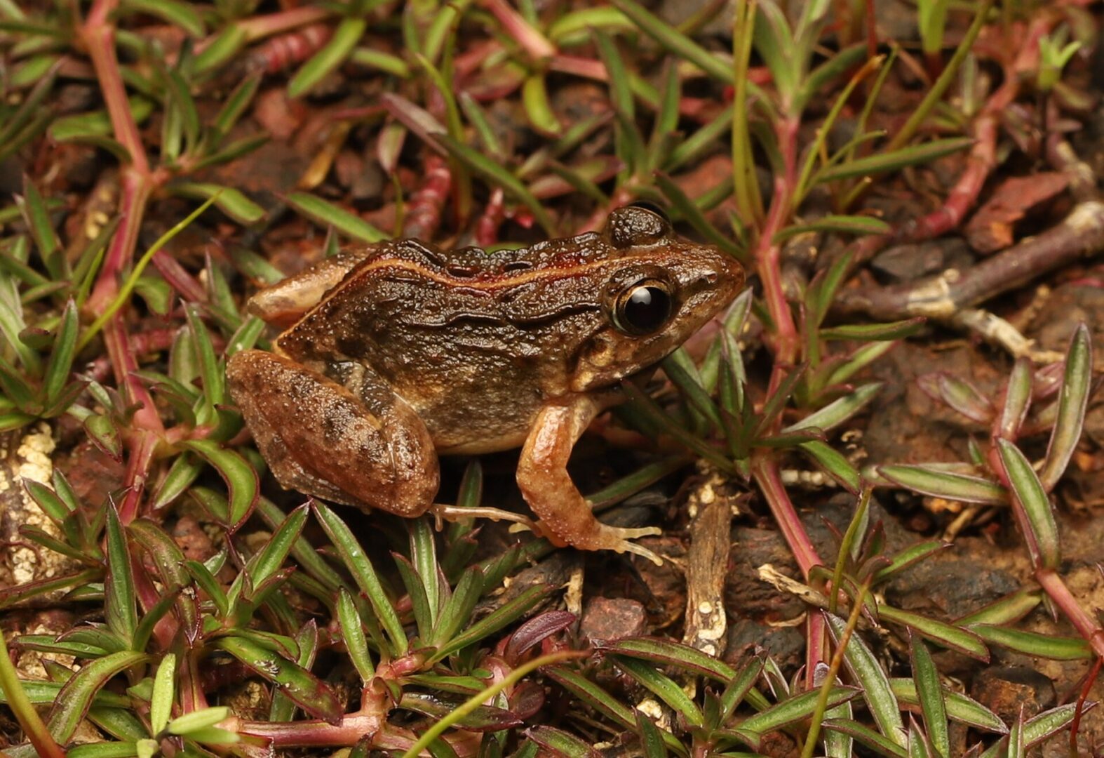 Hill Cricket Frog
