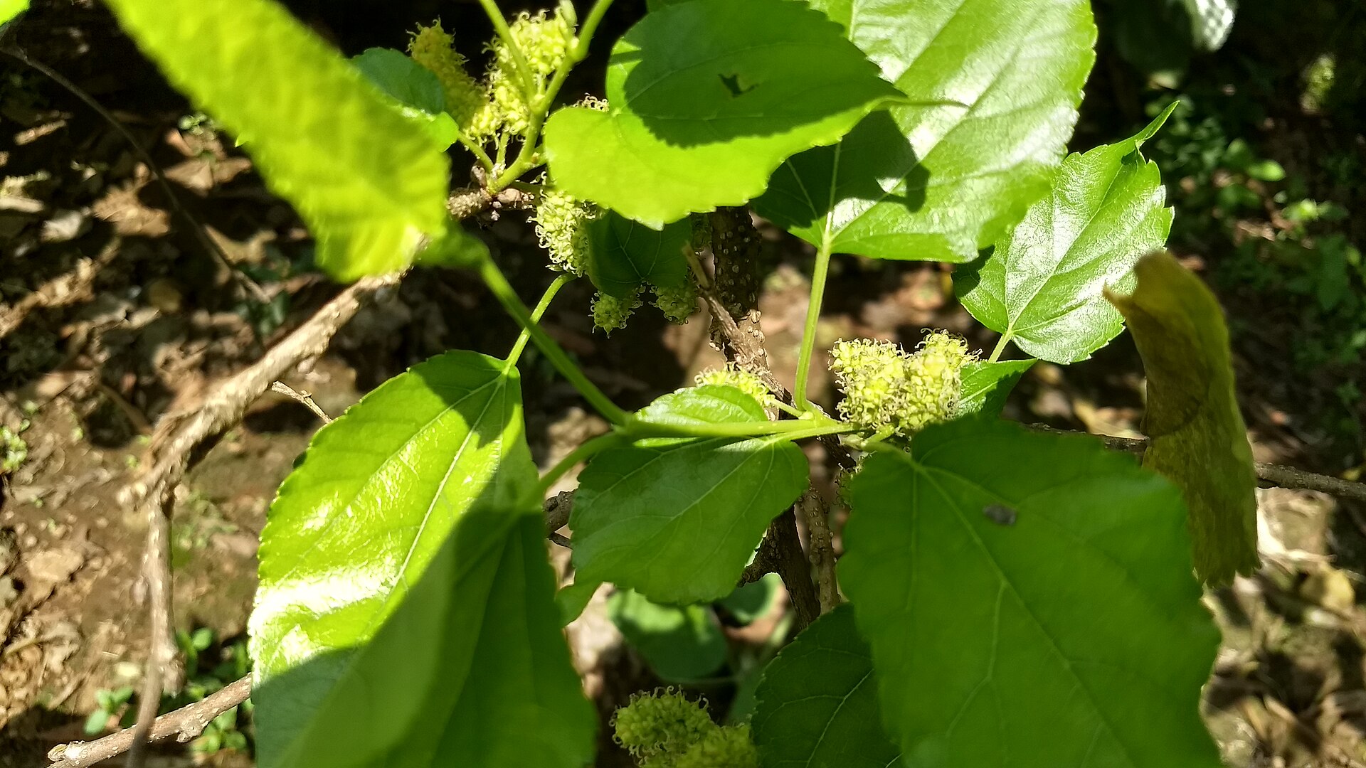 Korean Mulberry