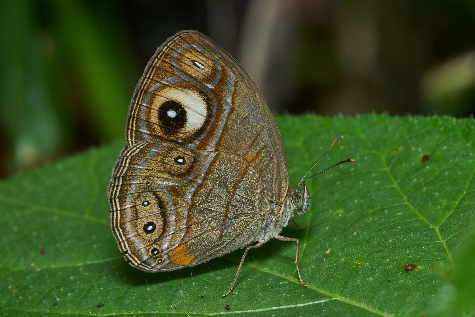 Glad-Eye Bushbrown