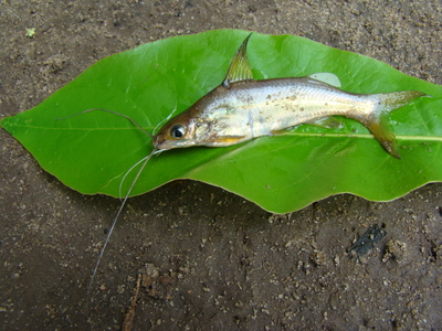 மிசிடசு குலியோ