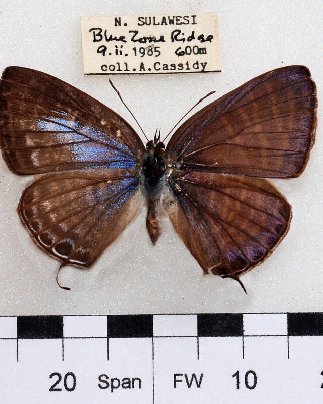 Large Fourline Blue