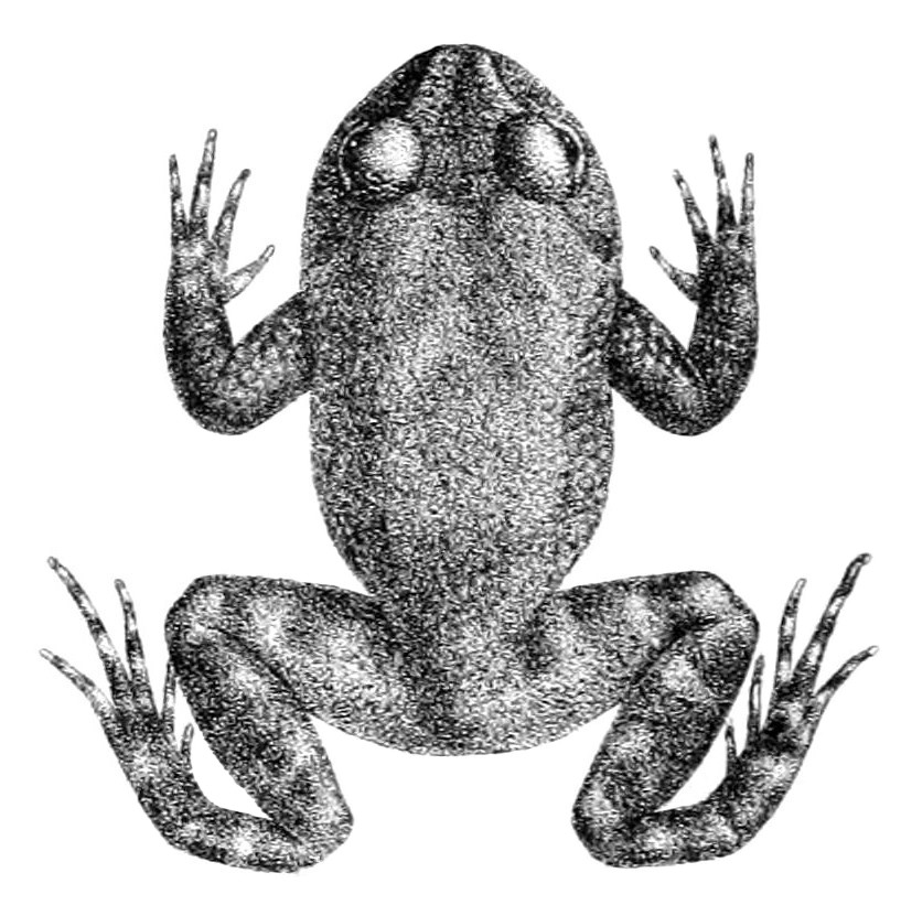Sri Lanka Rock Frog