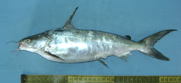 Bronze Catfish
