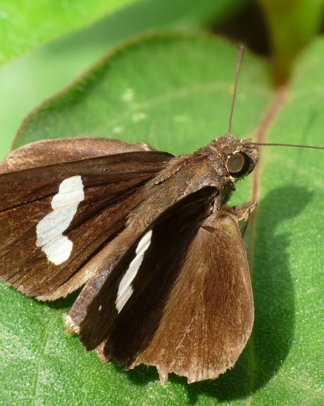 Common Banded Demon