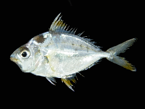 Ornate Ponyfish