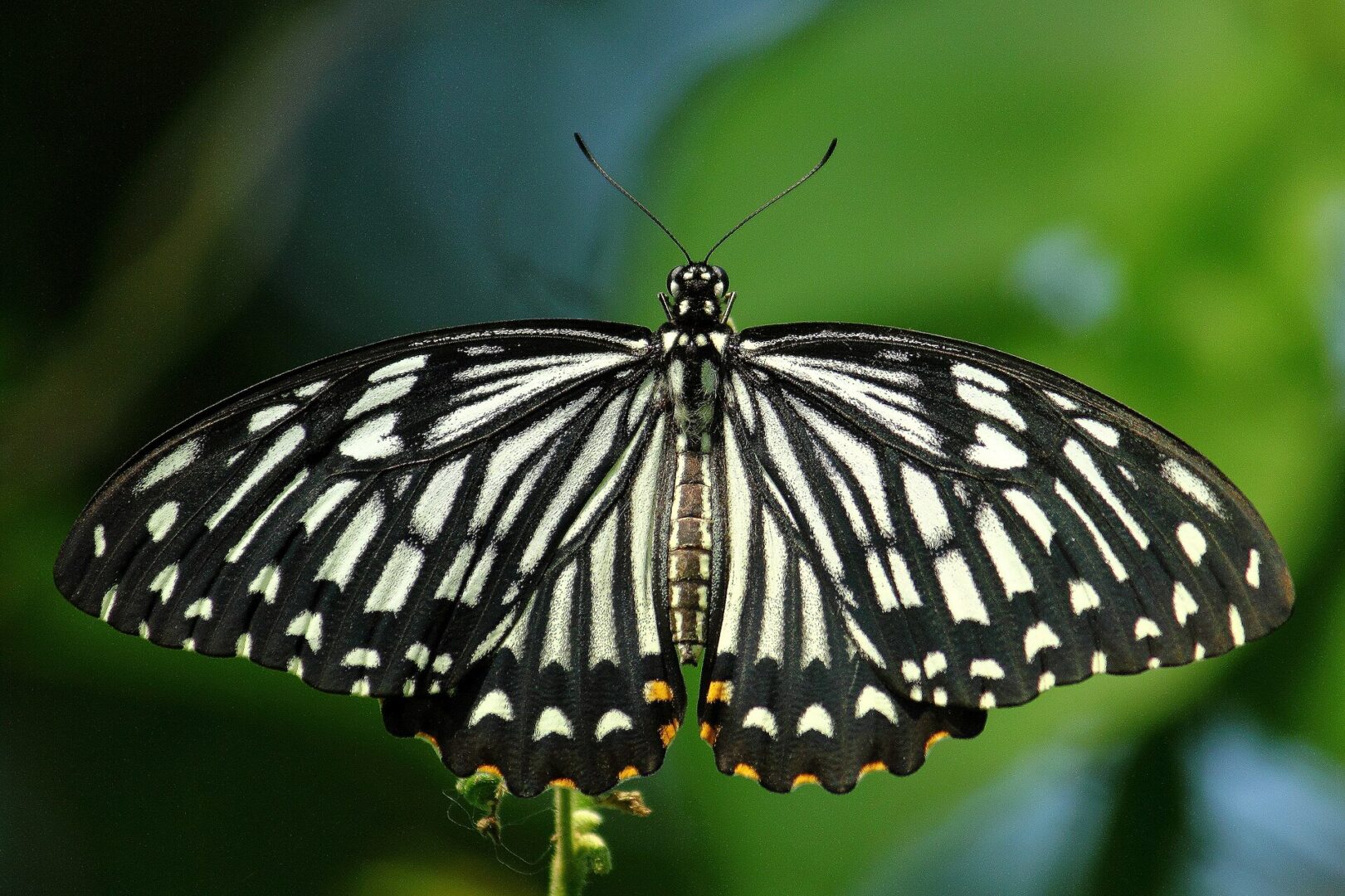 Common Mime Swallowtail