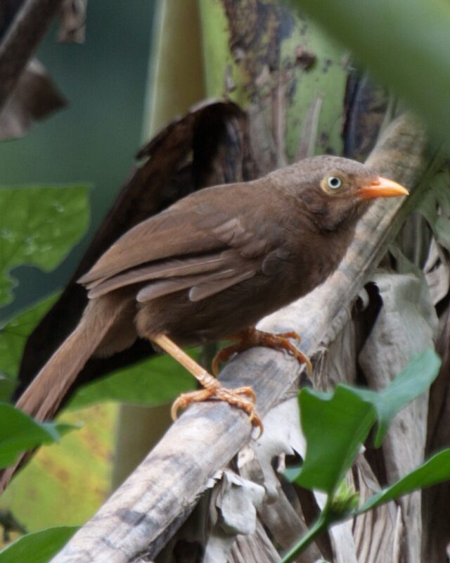 රතු දෙමලිච්චා