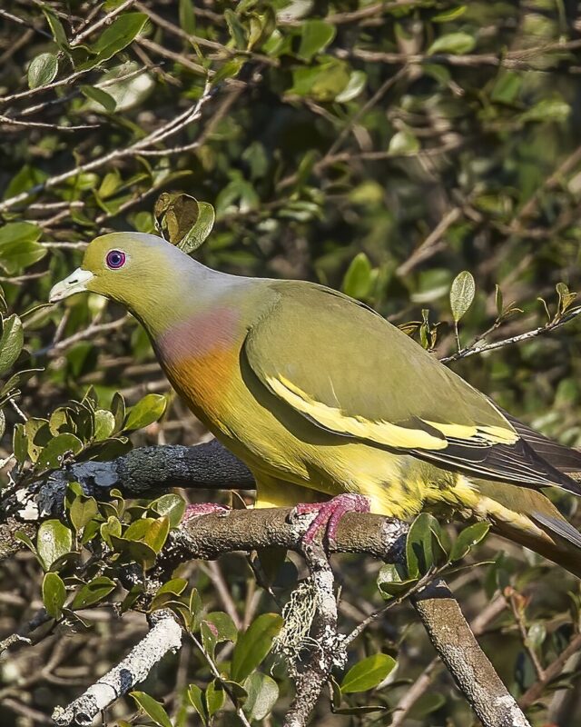 Orange-Breasted Green-Pigeon