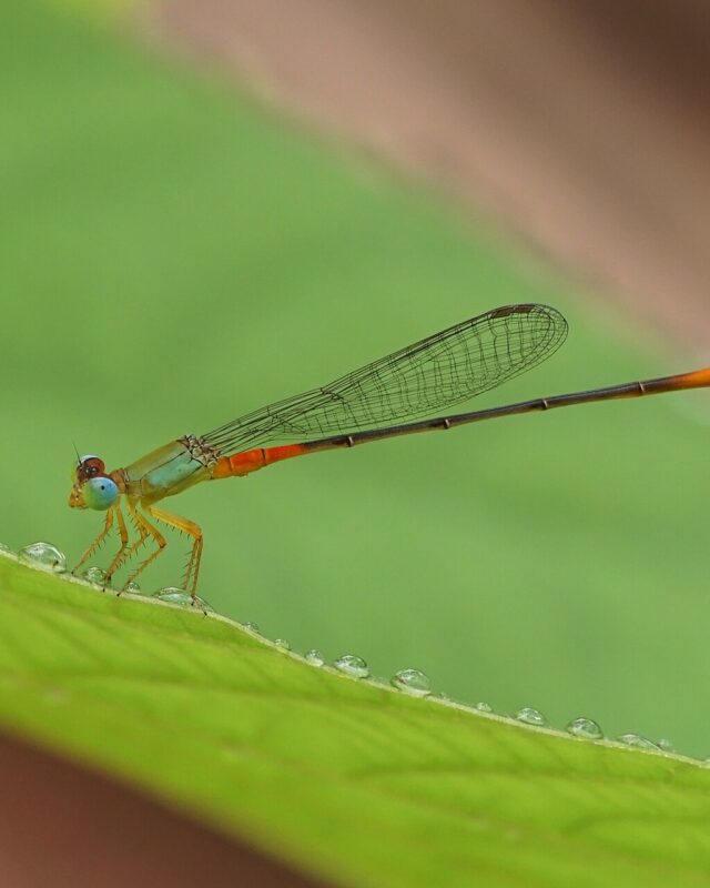 Orange-Tailed Marsh Dart