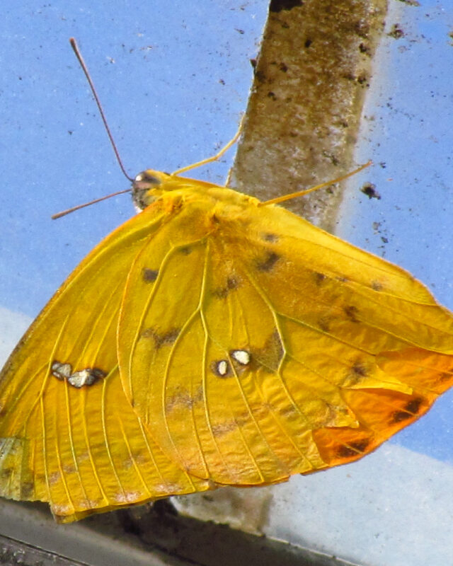 Orange Migrant