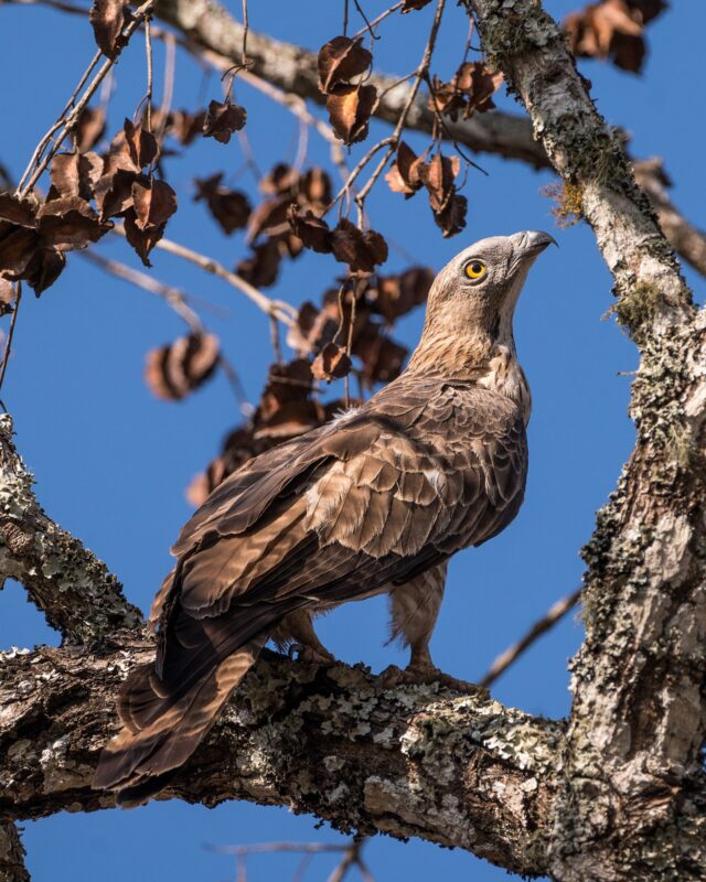 Oriental Honey-Buzzard