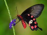 Common Rose Swallowtail