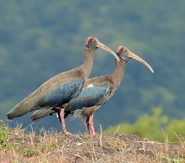 Red-Naped Ibis