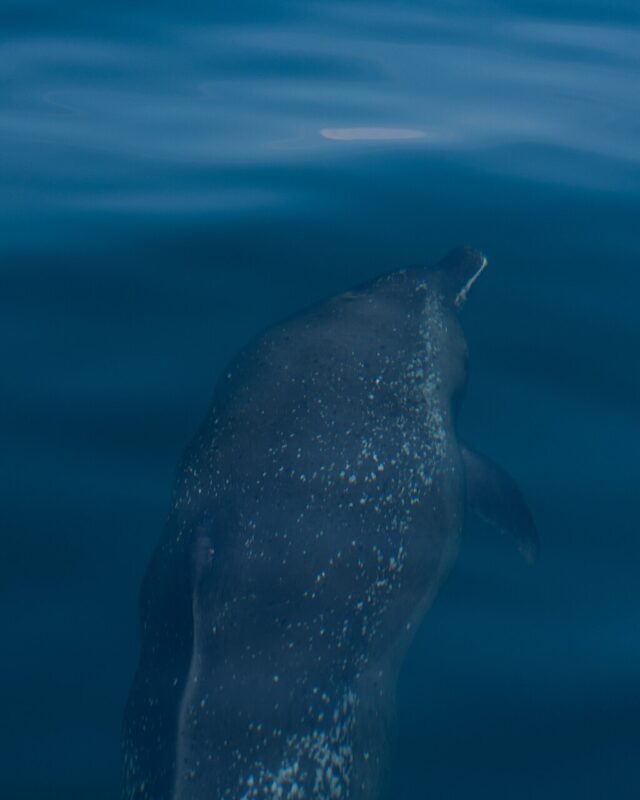 Pantropical Spotted Dolphin