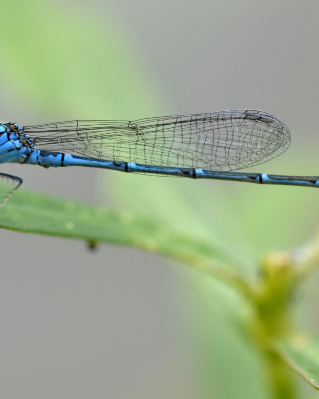 Eastern Lilysquatter