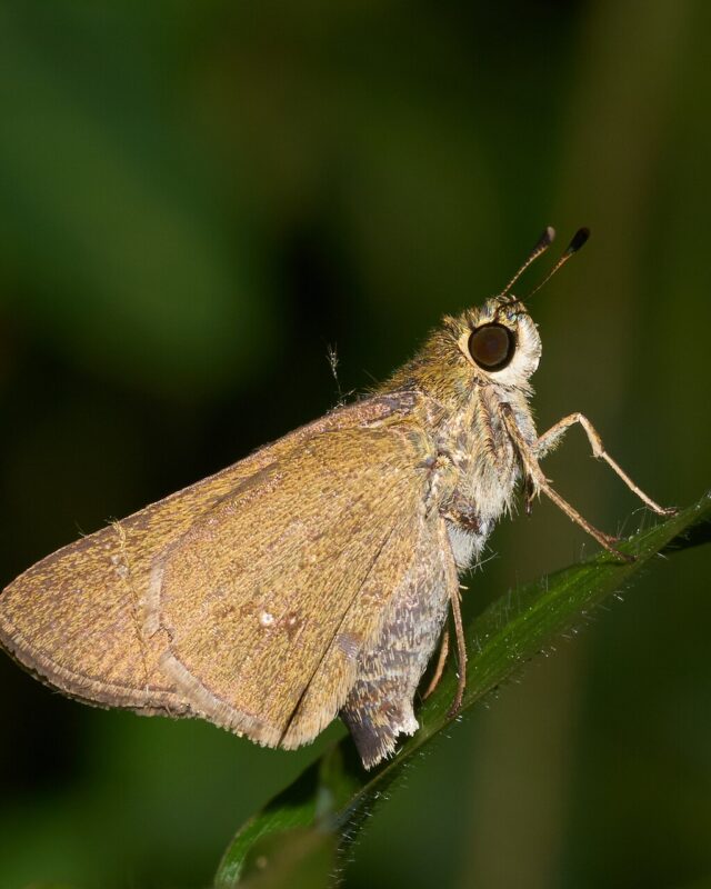 Oriental Straight Swift