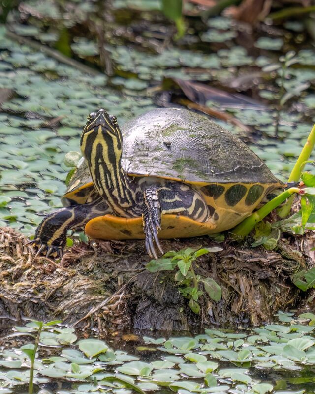 Peninsular Cooter