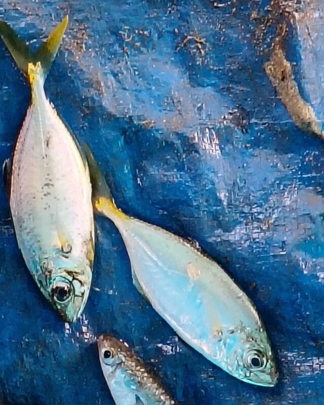 Persian Trevally