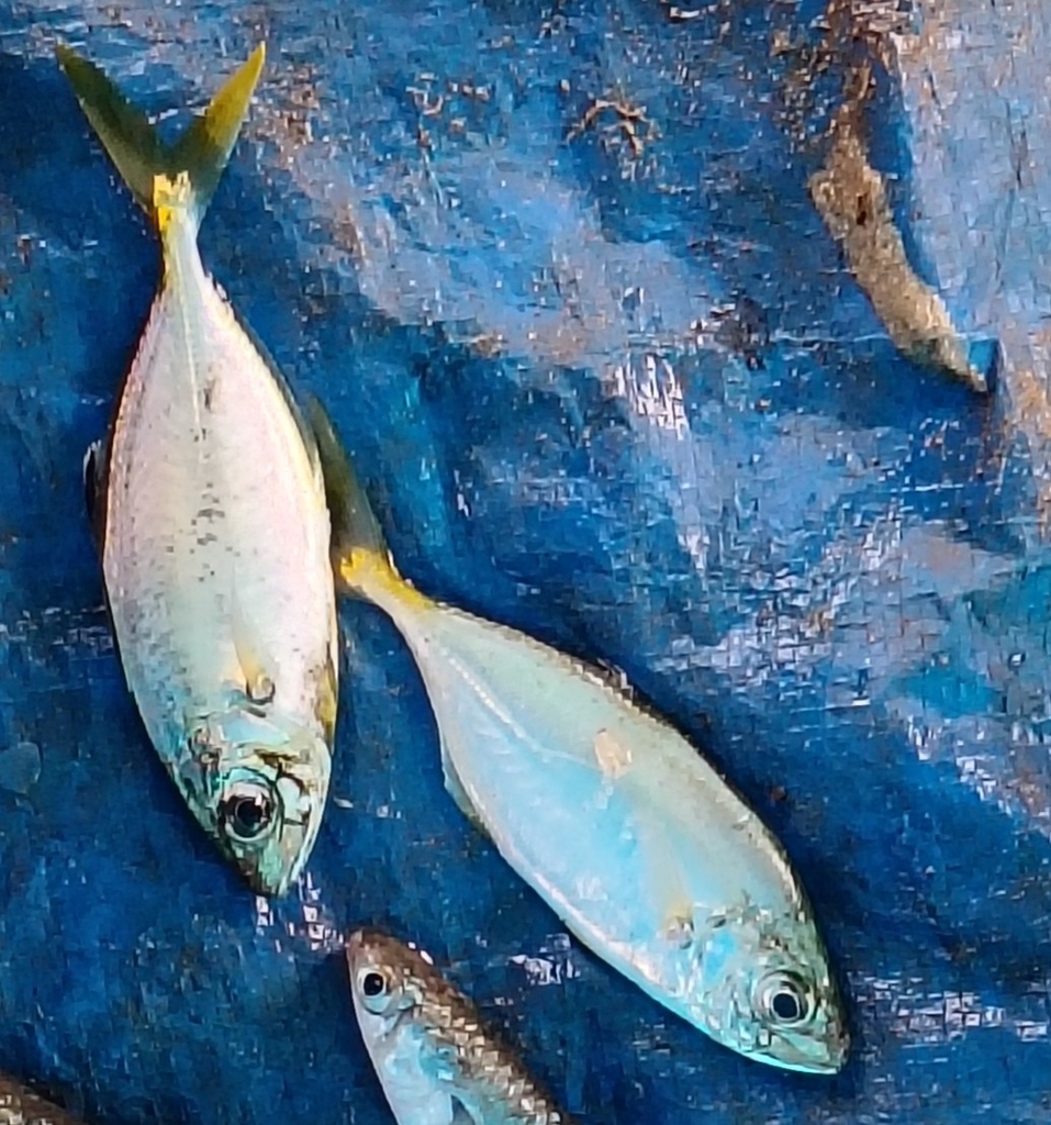 Persian Trevally