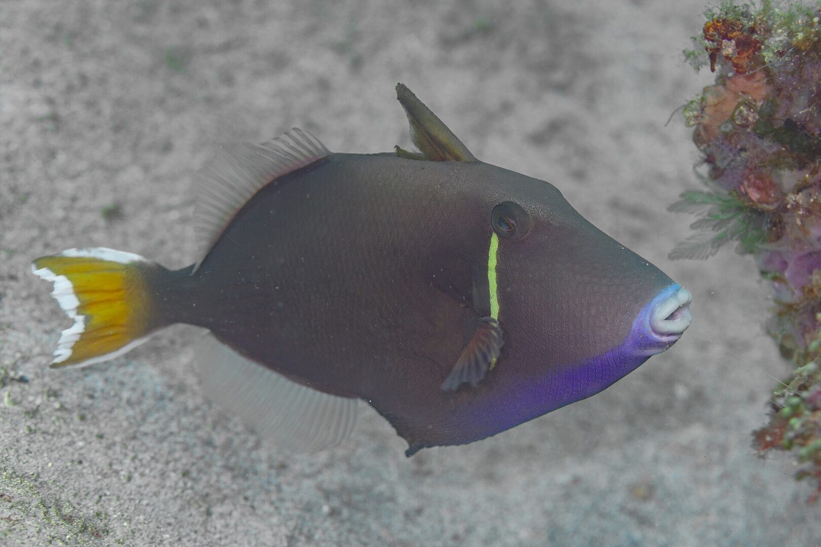 Flagtail Triggerfish