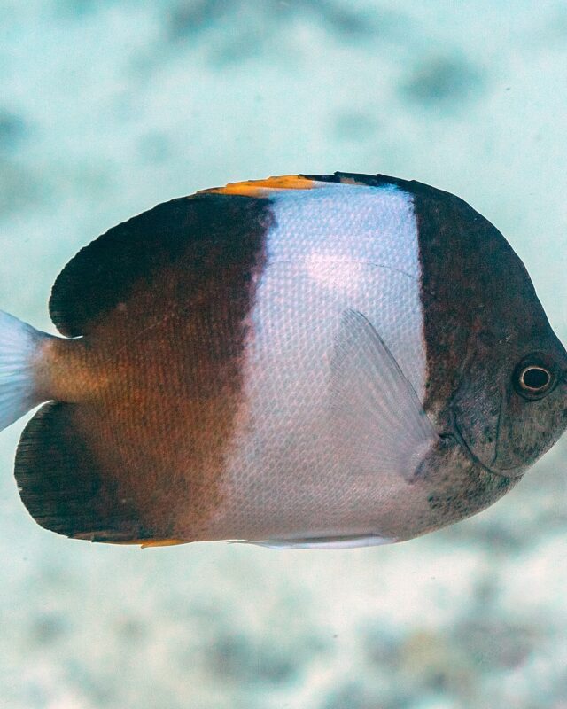 Black Pyramid Butterflyfish