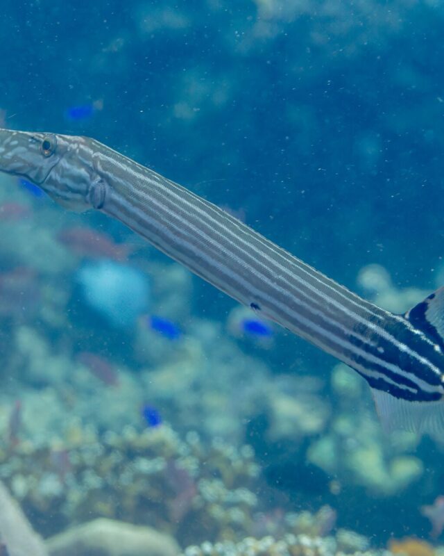 Pacific Trumpetfish
